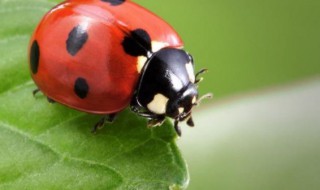 益虫是什么意思 益虫为什么叫益虫