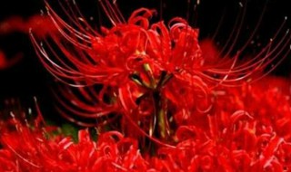 关于彼岸花诗句和传说有哪些 说彼岸花的诗