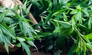 艾叶泡脚方法（艾叶泡脚方法和用量）