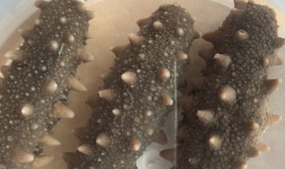 海参泡发的正确方法（淡干海参泡发的正确方法）