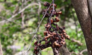 拐枣泡酒的方法（拐枣泡酒的方法 大全）