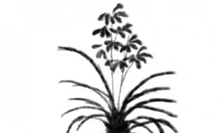 兰花怎么画（兰花怎么画 铅笔画）