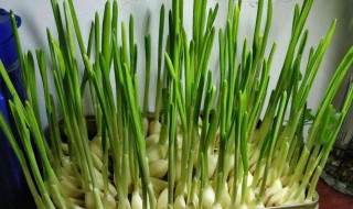 用水种大蒜的方法 用水种大蒜的方法加片阿司匹林