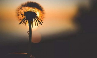 快手上特别火的句子（快手很火的短句）