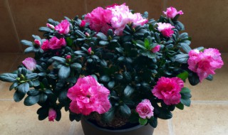 怎么加快杜鹃生长速度 怎么加快杜鹃生长速度的方法