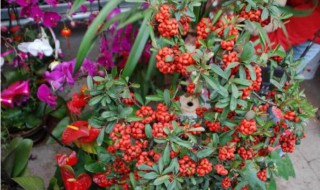 富贵籽怎么种好 富贵籽种好后多久伏盆