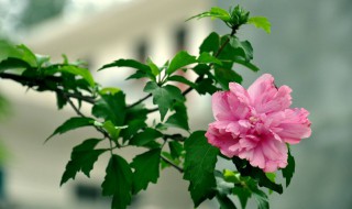 藩篱草是什么意思 藩篱什么意思解释