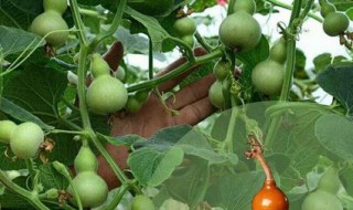 手捻葫芦籽怎么种 手捻葫芦籽怎么种的