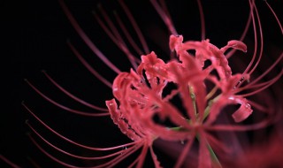 关于彼岸花的唯美句子 关于彼岸花的唯美句子短句