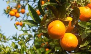 贺州有什么特产小吃 贺州有什么特产小吃吗