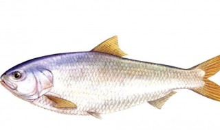 吉安特产都有什么(吉安特产都有什么零食)