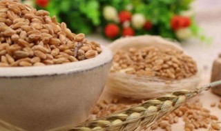 麸质食物都有什么呢（麸质的食物）