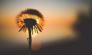 佛说心态经典句子 佛说心态经典句子有哪些