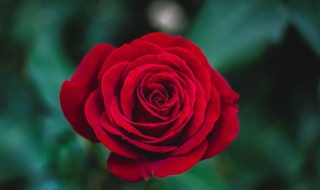 梦见红玫瑰（女人梦见红玫瑰）