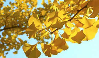 公孙树是什么意思 公孙树的意思