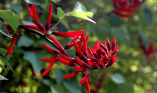 龙芽是什么意思 龙芽新占的意思