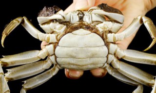 蒸大闸蟹需要多长时间最好（蒸大闸蟹需要多长时间最佳）