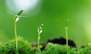 禅语正能量的句子（禅语正能量的句子图片）