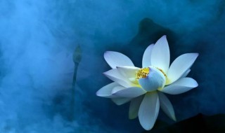 女子修行修心的句子(女人修行的句子)