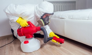 去臭虫的快速方法（去臭虫的快速方法视频）