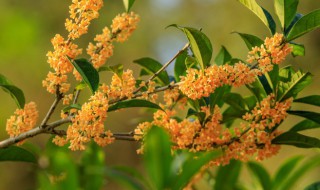 关于桂花香的心情说说(关于桂花香的心情说说简短)