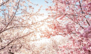 关于樱花心情的说说（关于樱花心情的说说简短）