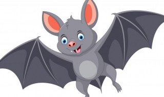 蝙蝠怎么读（蝙蝠怎么读英语）