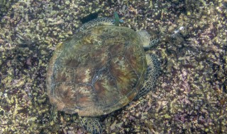 怎么正确杀甲鱼 怎样快速杀甲鱼