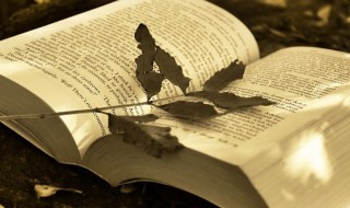 花天酒地什么意思（花天酒地什么意思迷语生肖）