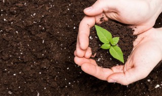 太子参的栽培方法 太子参怎么栽培