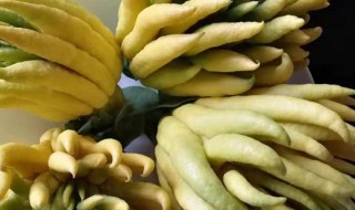 佛手果的食用方法（佛手果的食用方法与禁忌）