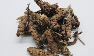 夏枯草的食用方法 夏枯草如何食用