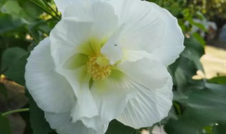 玉蕊是什么意思 玉蕊指的是什么