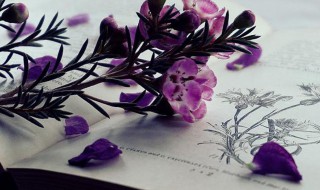 开卷有益什么意思（开卷有益什么意思解释）