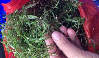 半枝莲的食用方法 半枝莲的功效与作用及食用方法