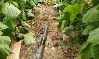 黄瓜怎么正确浇水 黄瓜怎样浇水,黄瓜浇水的注意事项有哪些