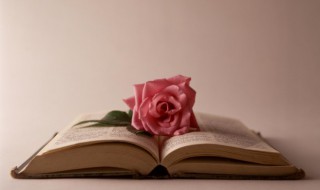 淫网是什么意思