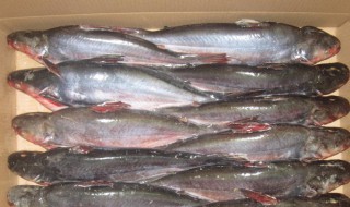 芒鱼的做法 芒鱼的做法视频