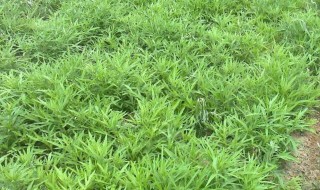 芦蒿怎么种（芦蒿怎么种植视频）