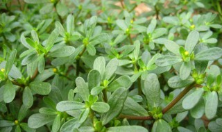 马齿苋怎么读（野菜马齿苋怎么读）