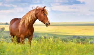 马英语单词怎么读（马英语单词怎么读中文怎么标记）