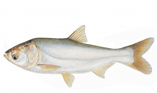 鲢怎么读(鳐怎么读)