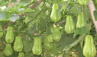 佛手瓜的腌制方法 佛手瓜怎么腌