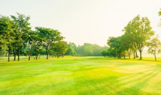 关于树木的谚语 关于树木的谚语三年级