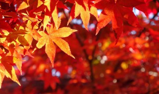 关于秋天的语句 关于秋天的语句优美,简短