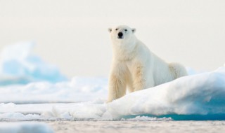 熊的拼音怎么写（熊的拼音怎么写的拼）