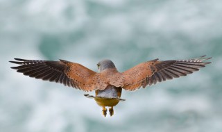 翊怎么读拼音(翊怎么读拼音怎么写)