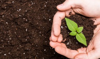 泥淖怎么读拼音（泥淖怎么读拼音百度）