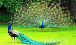 孔雀的拼音怎么写（孔雀的拼音怎么写的字）