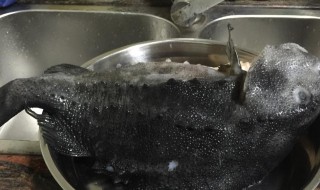 海参斑的做法（海参斑的做法清蒸）